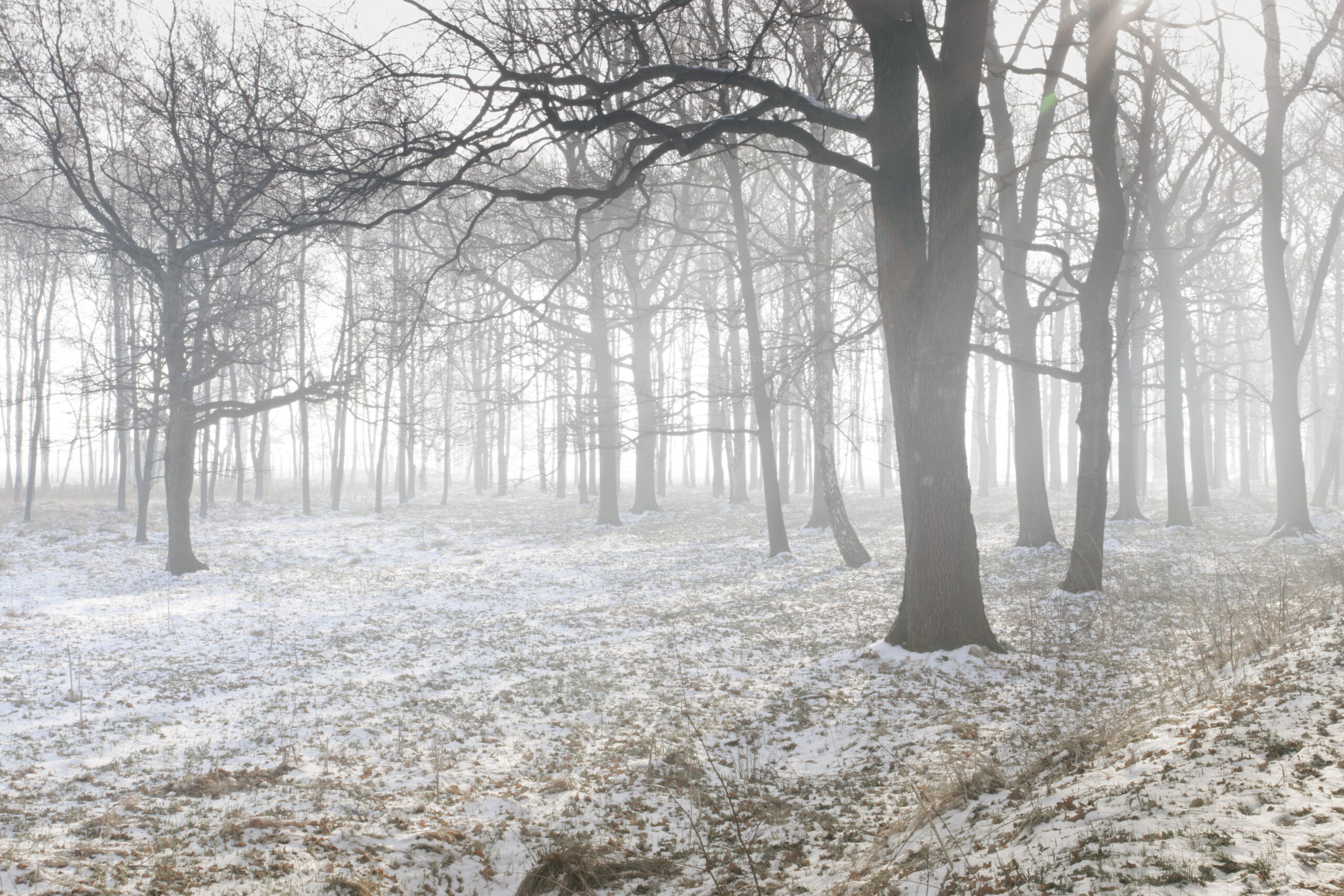 Auschwitz &copy; eva beth and torsten oelscher