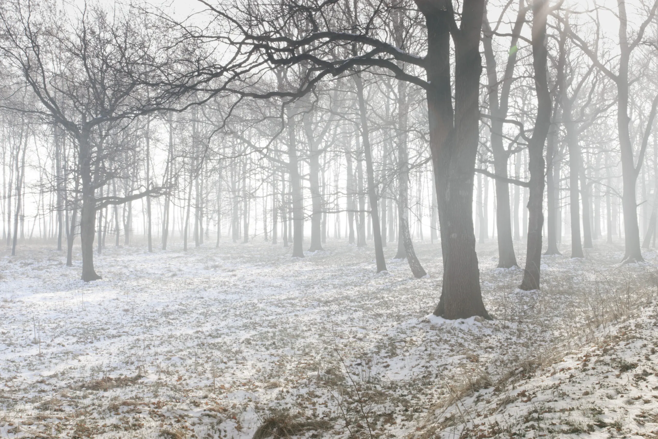 Auschwitz &copy; eva beth and torsten oelscher